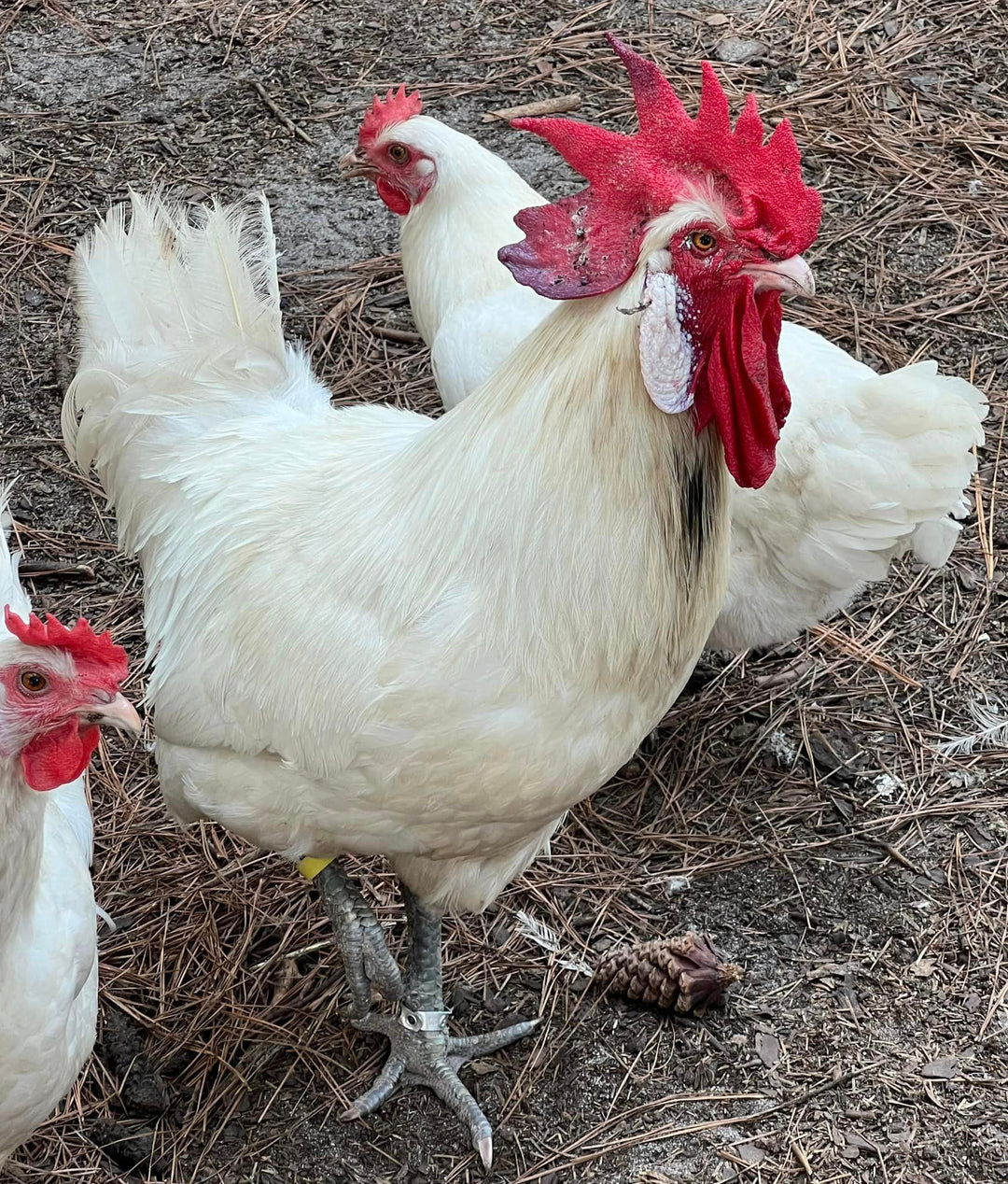 NORTH STAR GAULOISE- The New White American Bresse Chicken -