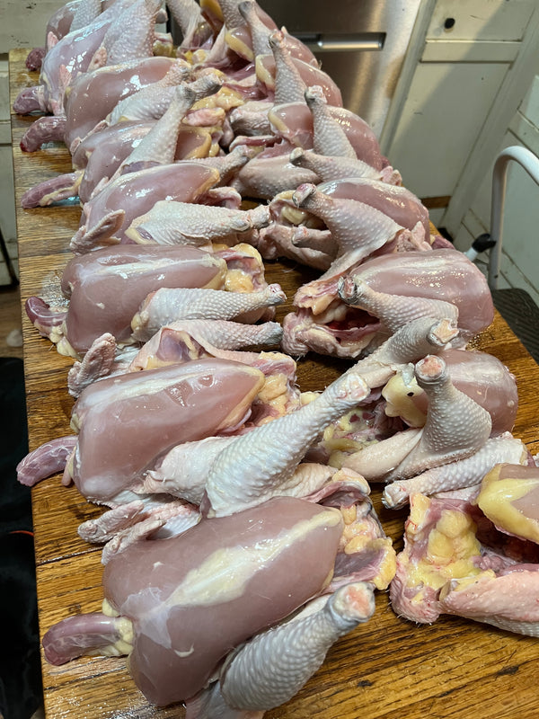 NORTH STAR GAULOISE - The New AMERICAN BRESSE - 10 Count Abigails (SHOW QUALITY BREEDERS)