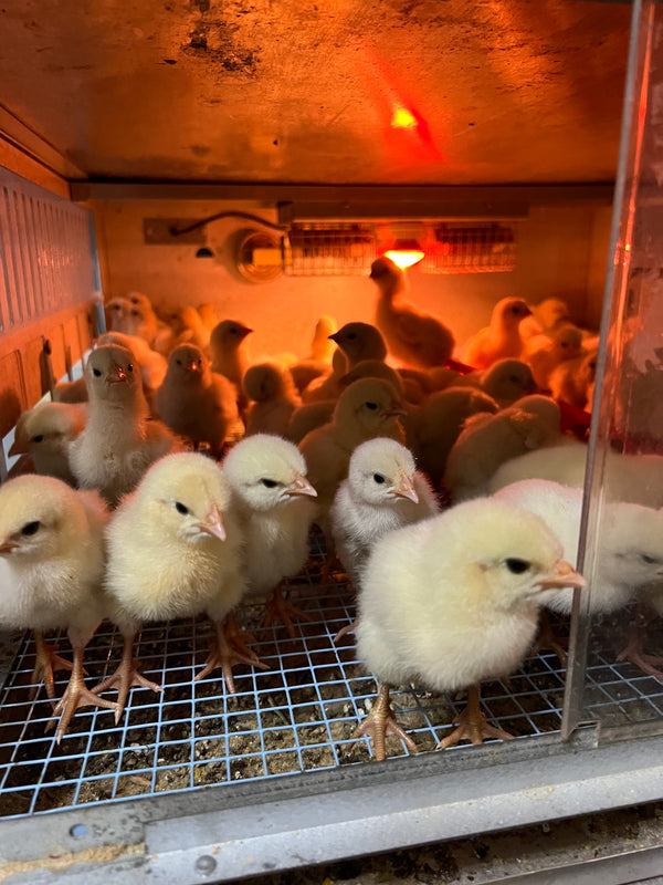 NORTH STAR GAULOISE - The New AMERICAN BRESSE - 10 Count Abigails (SHOW QUALITY BREEDERS)