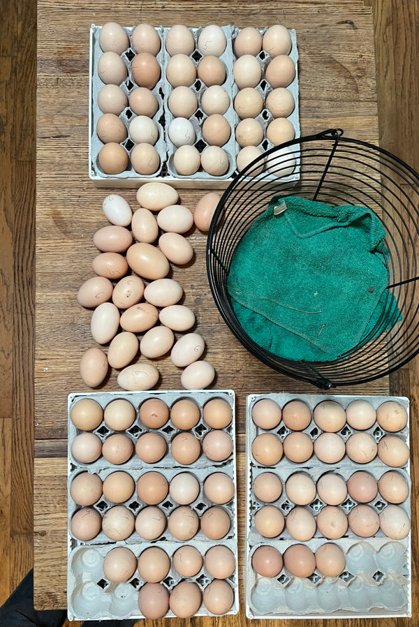 NORTH STAR GAULOISE - The New AMERICAN BRESSE - 10 Count Abigails (SHOW QUALITY BREEDERS)