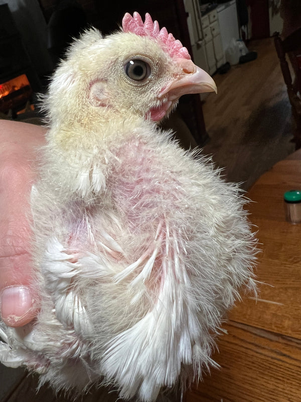 NORTH STAR GAULOISE- The New American Bresse - "JENN'S GEMS" Group