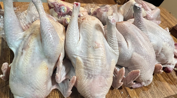 NORTH STAR GAULOISE - The New AMERICAN BRESSE - 10 Count Abigails (SHOW QUALITY BREEDERS)