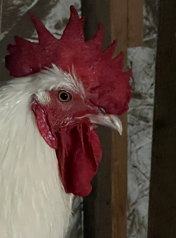 NORTH STAR GAULOISE- The New American Bresse - "JENN'S GEMS" Group