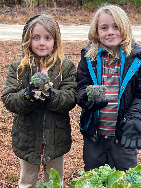 NORTH STAR GAULOISE - The New AMERICAN BRESSE - 10 Count Abigails (SHOW QUALITY BREEDERS)