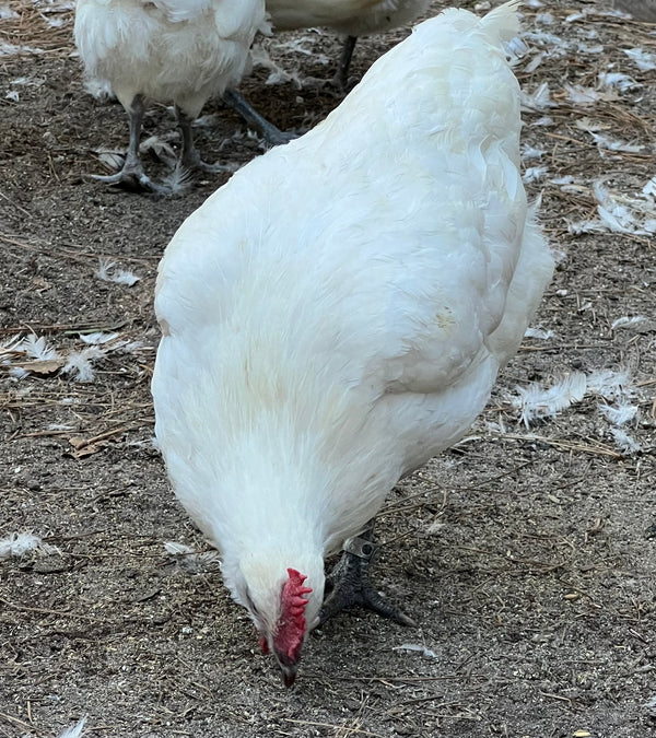 NORTH STAR GAULOISE - The New AMERICAN BRESSE - 10 Count Abigails (SHOW QUALITY BREEDERS)