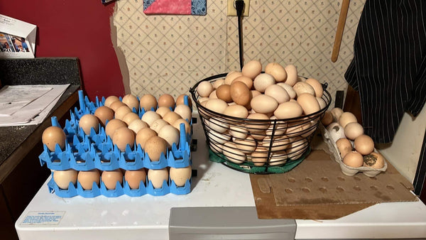 NORTH STAR GAULOISE- The New American Bresse - "JENN'S GEMS" Group