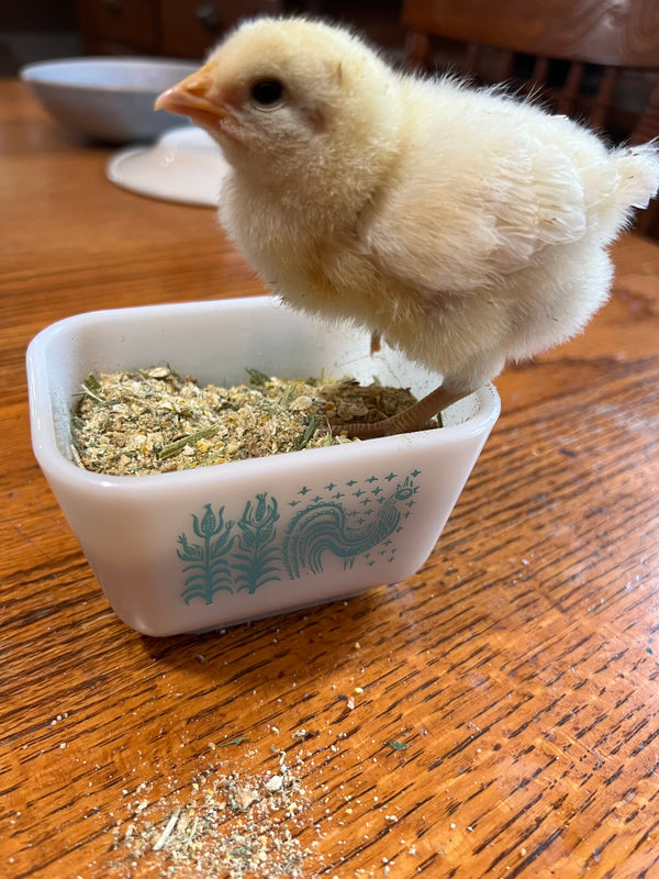 NORTH STAR GAULOISE - The New AMERICAN BRESSE - 10 Count Abigails (SHOW QUALITY BREEDERS)