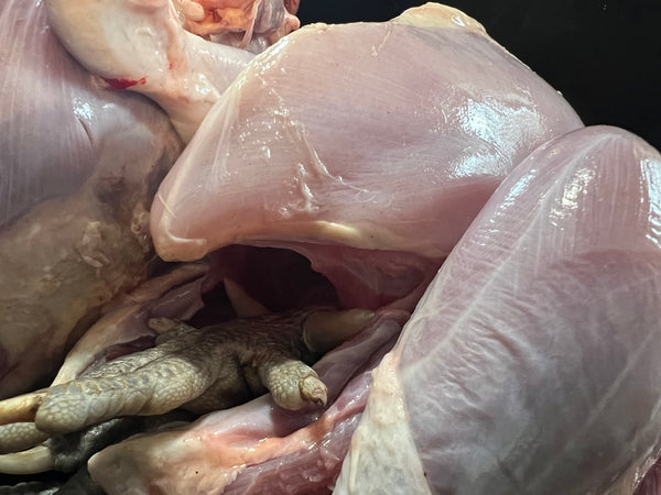 NORTH STAR GAULOISE- The New American Bresse - "JENN'S GEMS" Group