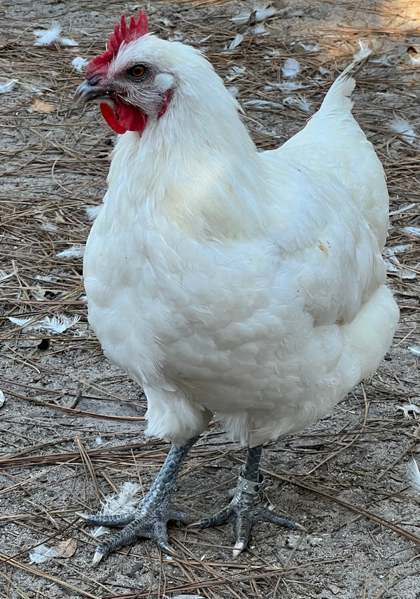 "Buddy's Feed Mill" Blend: Fertrell based CHICK STARTER-LOCAL PU ONLY