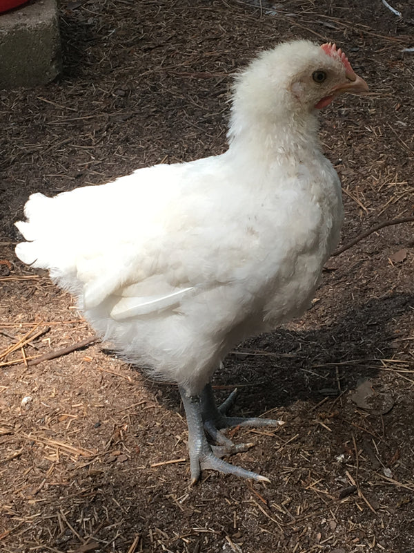 NORTH STAR GAULOISE- The New American Bresse - "JENN'S GEMS" Group