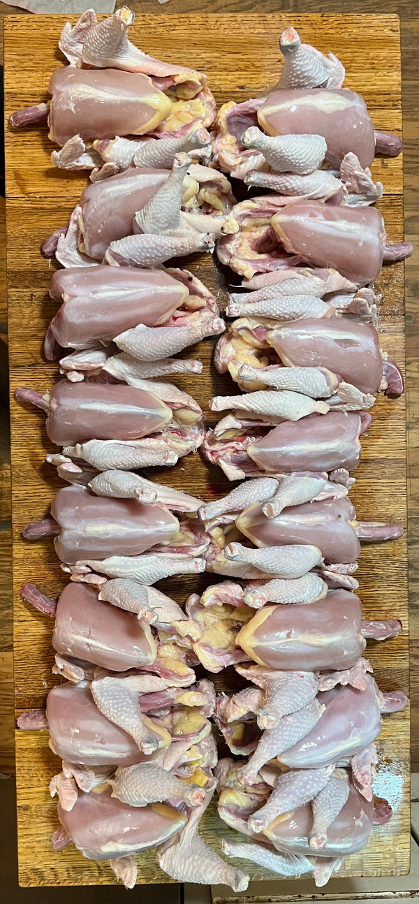 NORTH STAR GAULOISE - The New AMERICAN BRESSE - 10 Count Abigails (SHOW QUALITY BREEDERS)