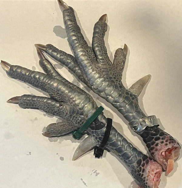 NORTH STAR GAULOISE - The New AMERICAN BRESSE - 10 Count Abigails (SHOW QUALITY BREEDERS)