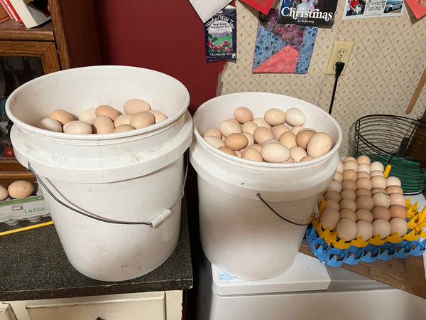 NORTH STAR GAULOISE- The New American Bresse - "JENN'S GEMS" Group