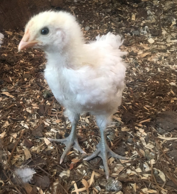 NORTH STAR GAULOISE- The New American Bresse - "JENN'S GEMS" Group