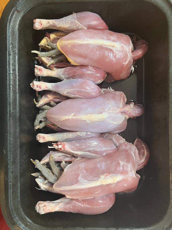 NORTH STAR GAULOISE- The New American Bresse - "JENN'S GEMS" Group