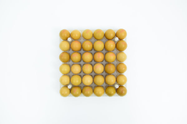 Egg Setter Tray - Chicken - 36 Eggs