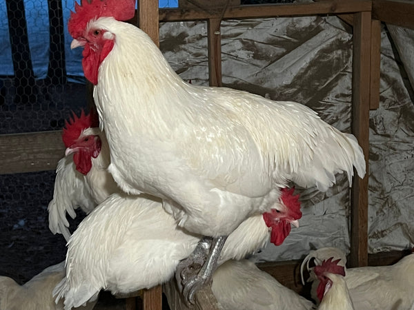 NORTH STAR GAULOISE - The New AMERICAN BRESSE - 10 Count Abigails (SHOW QUALITY BREEDERS)