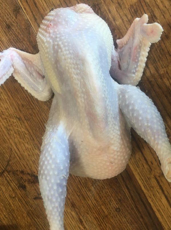 NORTH STAR GAULOISE- The New American Bresse - "JENN'S GEMS" Group