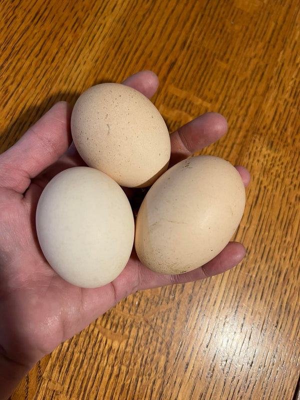 COMBO PACK --- Meat plus Breeding Stock!