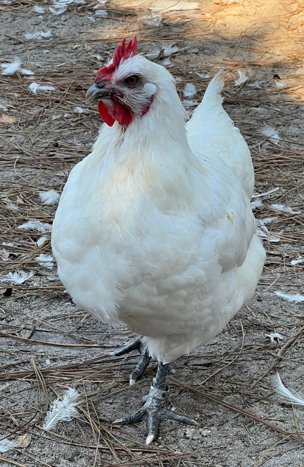 NORTH STAR GAULOISE - The New AMERICAN BRESSE - 10 Count Abigails (SHOW QUALITY BREEDERS)