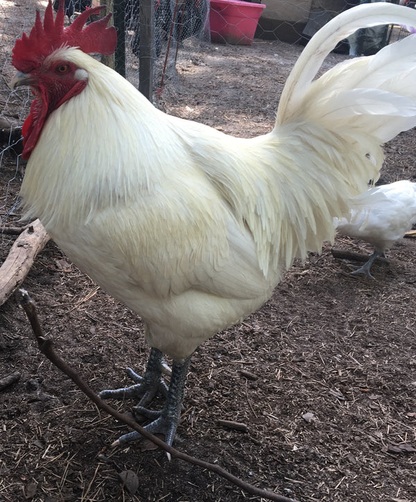 NORTH STAR GAULOISE- The New American Bresse - "JENN'S GEMS" Group