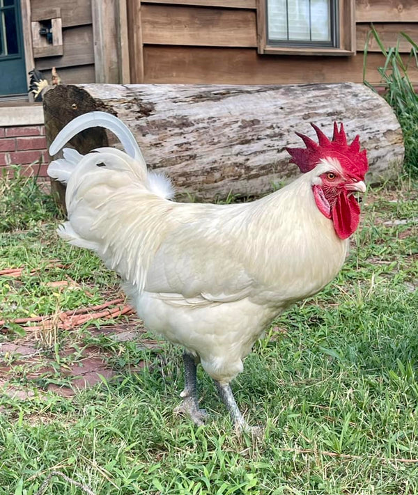 Breeding Quality Rooster-NORTH STAR GAULOISE- White American Bresse