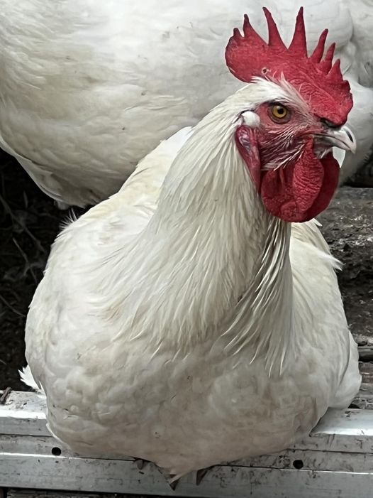 Young NORTH STAR GAULOISE-White American Bresse- Rooster 8-12 weeks