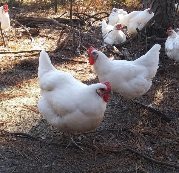 Young NORTH STAR GAULOISE-white American Bresse- HEN 8-12 Weeks Old