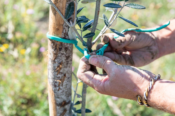 Imported Olive Oil from Italy- Intosso Olive (Abruzzo)