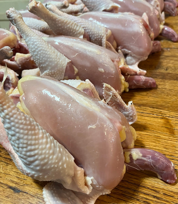 NORTH STAR GAULOISE - The New AMERICAN BRESSE - 10 Count Abigails (SHOW QUALITY BREEDERS)