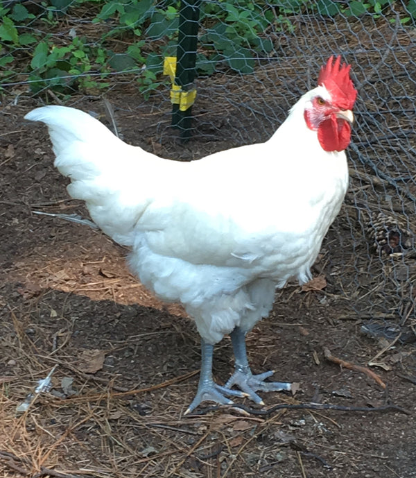 NORTH STAR GAULOISE- The New American Bresse - "JENN'S GEMS" Group