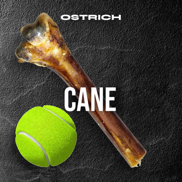 Ostrich Cane (Medium) . Long-lasting, Natural Dog Gnaw Treat by Savannah Pet Food